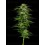 Dream Queen Auto - Humboldt Seed Company