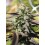 Chunkadelic Auto - Humboldt Seed Company