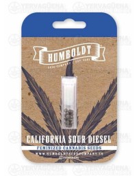 California Sour Diesel Auto - Humboldt Seed Company