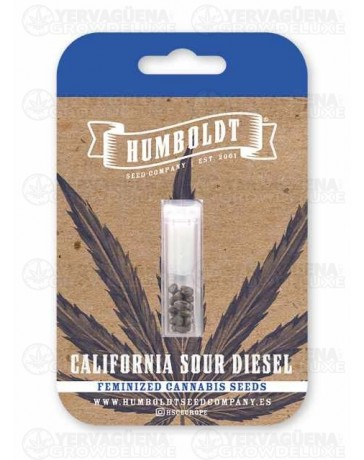 California Sour Diesel Auto - Humboldt Seed Company