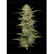 California Sour Diesel Auto - Humboldt Seed Company