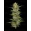 California Sour Diesel Auto - Humboldt Seed Company