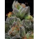 California Cream Auto - Humboldt Seed Company