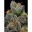 California Cream Auto - Humboldt Seed Company