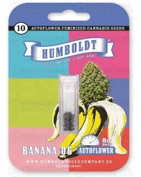 Banana OG Auto - Humboldt Seed Company