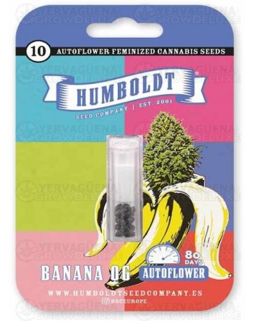 Banana OG Auto - Humboldt Seed Company