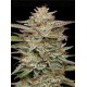 Banana OG Auto - Humboldt Seed Company