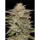 Banana OG Auto - Humboldt Seed Company