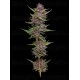 All Gas OG Auto - Humboldt Seed Company