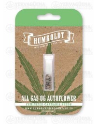 All Gas OG Auto - Humboldt Seed Company