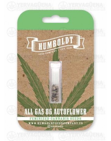 All Gas OG Auto - Humboldt Seed Company