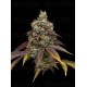 Vanilla Frosting - Humboldt Seed Company
