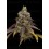 Vanilla Frosting - Humboldt Seed Company