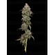 Vanilla Frosting - Humboldt Seed Company