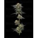  The Bling - Humboldt Seed Company