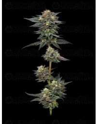  The Bling - Humboldt Seed Company