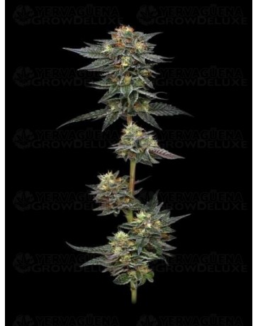  The Bling - Humboldt Seed Company