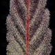  The Bling - Humboldt Seed Company