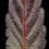  The Bling - Humboldt Seed Company