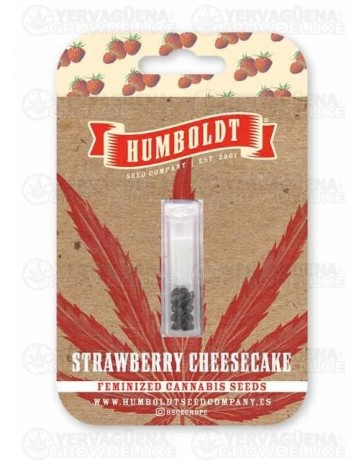  Strawberry Cheesecake - Humboldt Seed Company