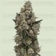 Supersoda F1 - Royal Queen Seeds