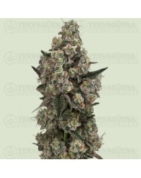 Supersoda F1 - Royal Queen Seeds