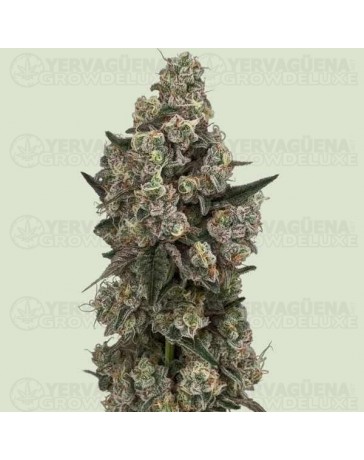Supersoda F1 - Royal Queen Seeds