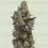 Supersoda F1 - Royal Queen Seeds