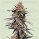 Gravity Berry F1 - Royal Queen Seeds