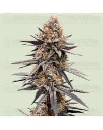 Gravity Berry F1 - Royal Queen Seeds