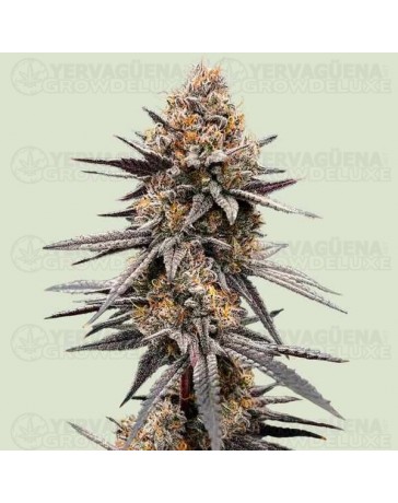 Gravity Berry F1 - Royal Queen Seeds