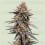 Gravity Berry F1 - Royal Queen Seeds
