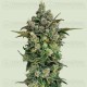 Dark Matter Cake F1 - Royal Queen Seeds