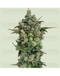 Dark Matter Cake F1 - Royal Queen Seeds