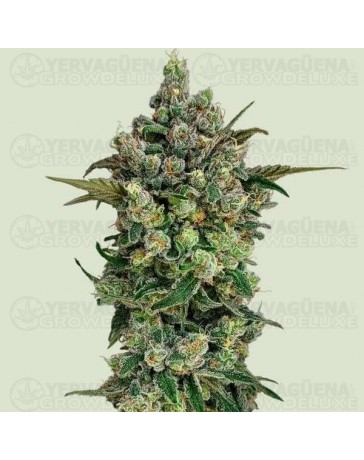 Dark Matter Cake F1 - Royal Queen Seeds