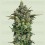 Dark Matter Cake F1 - Royal Queen Seeds