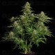 Quantum Terp F1 - Royal Queen Seeds