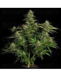 Quantum Terp F1 - Royal Queen Seeds