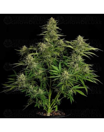 Quantum Terp F1 - Royal Queen Seeds