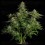 Quantum Terp F1 - Royal Queen Seeds