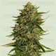 Quantum Terp F1 - Royal Queen Seeds