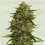 Quantum Terp F1 - Royal Queen Seeds