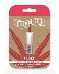 Squirt - Humboldt Seed Company
