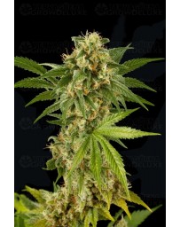 Kush-N-Cheese Dinafem
