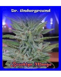 Brooklyn Mango Dr. Underground