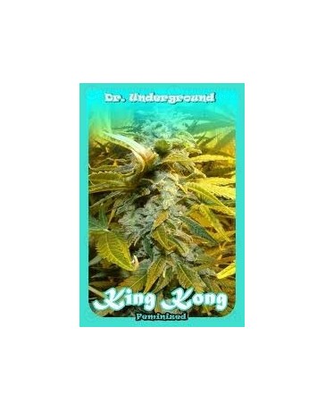 King Kong Dr. Underground