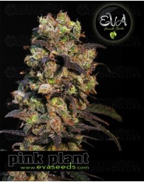 Pink Plant Eva Seeds