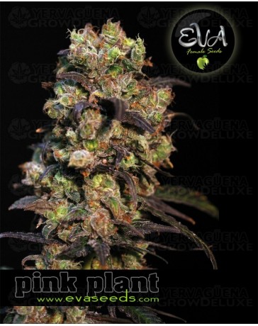 Pink Plant Eva Seeds