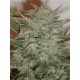 Durweiss Green Devil regular