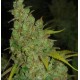 1024 Medical Seeds